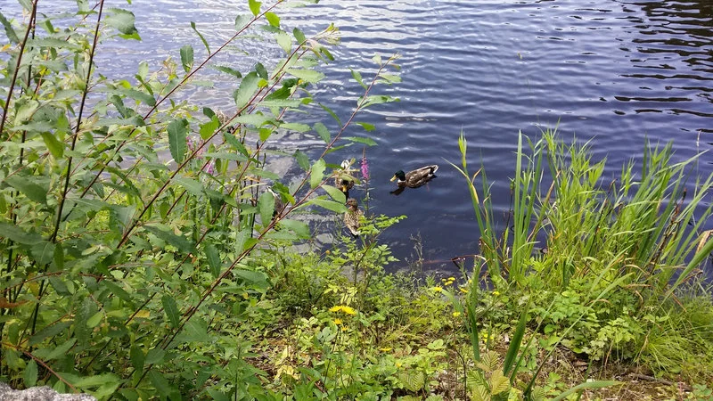 Canards - Etang Du Coupé Gorge
